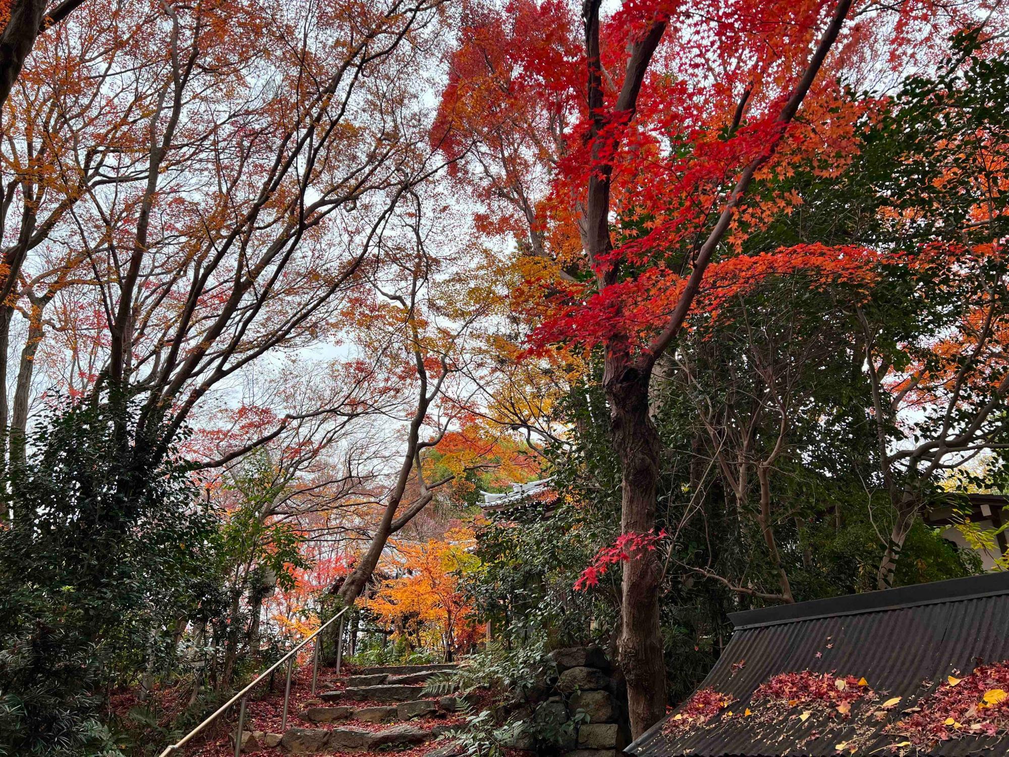 寺までもう一息のところに、真っ赤な葉をつけたカエデの木がありました