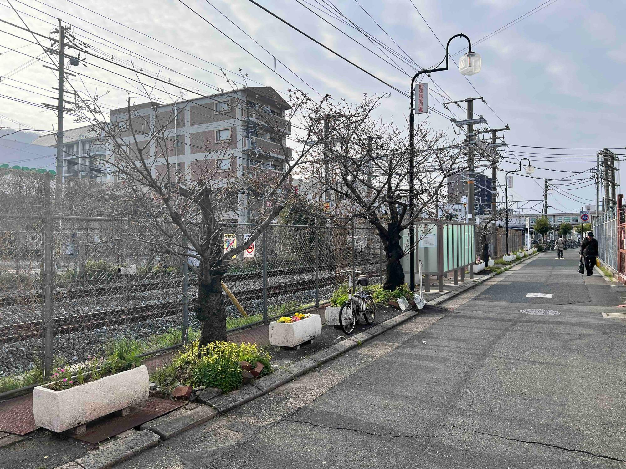 JR四条畷駅の近くにある「三本桜」