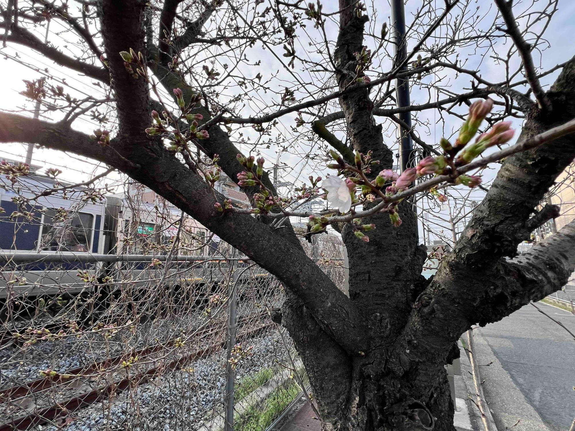 「三本桜」があるのは線路沿い