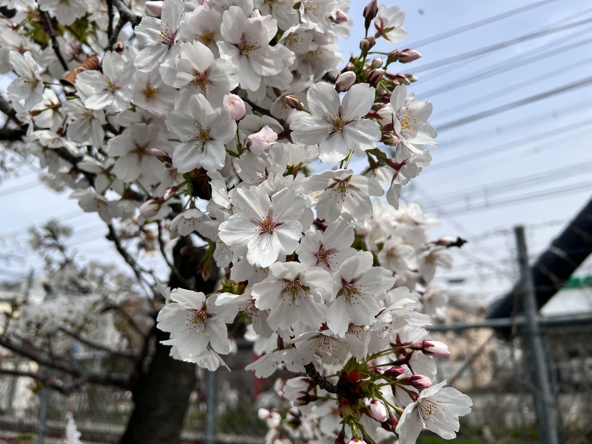 一番駅側の桜の木で咲きほころぶ花
