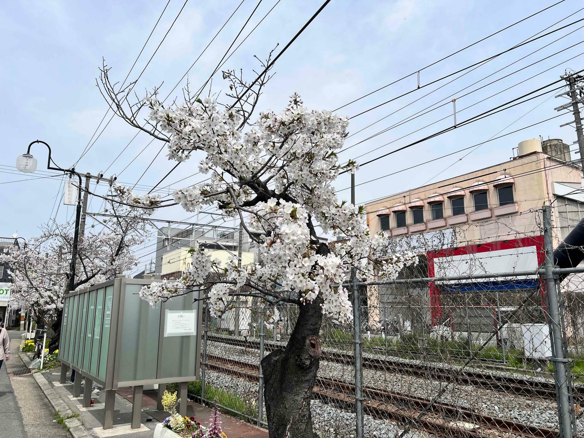 沢山の花を咲かせる一番駅側の桜の木