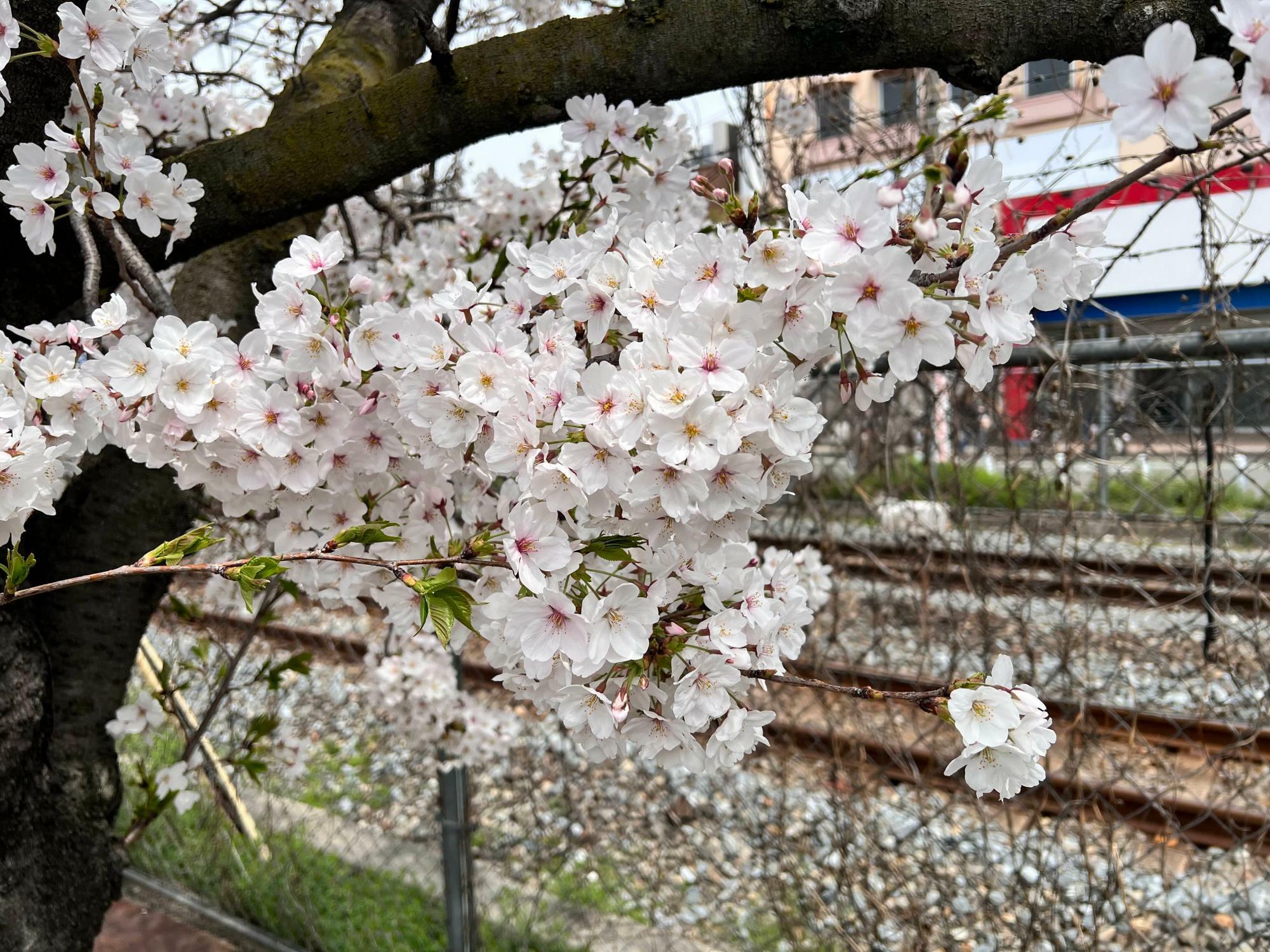 桜の花の向こう側に見えるJR片町線の線路