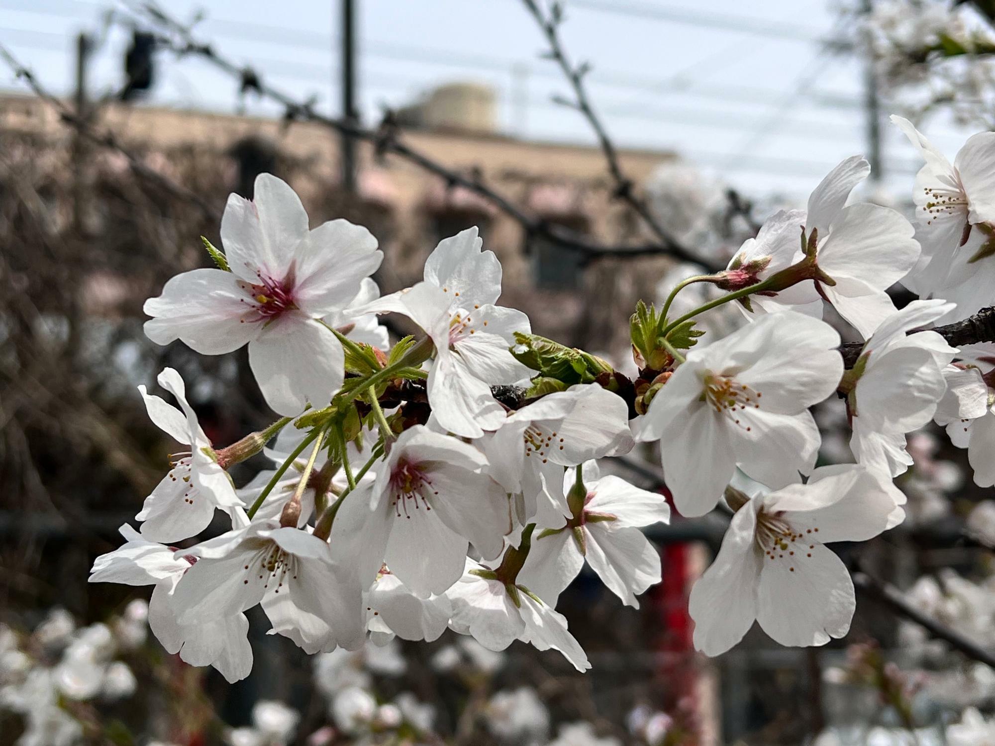 線路沿いの三本桜の花