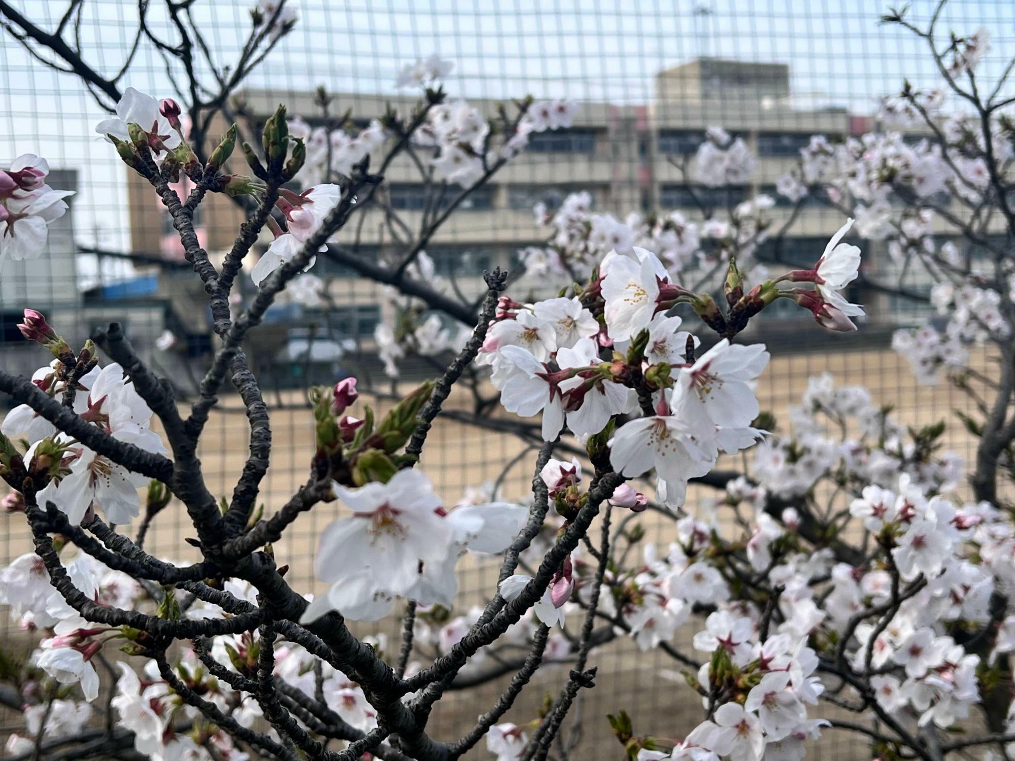 桜の向こうに校庭と校舎が見えます
