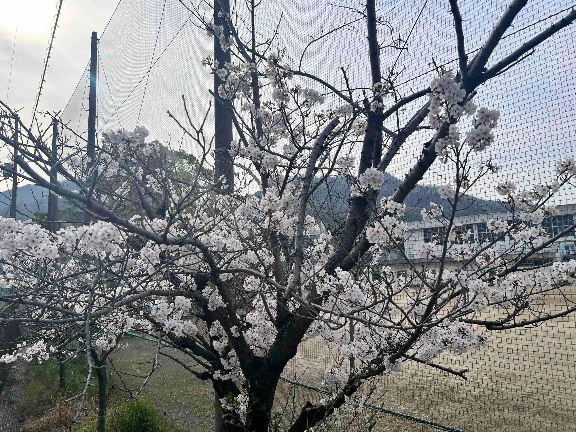 白い花をたくさんつけた桜の木