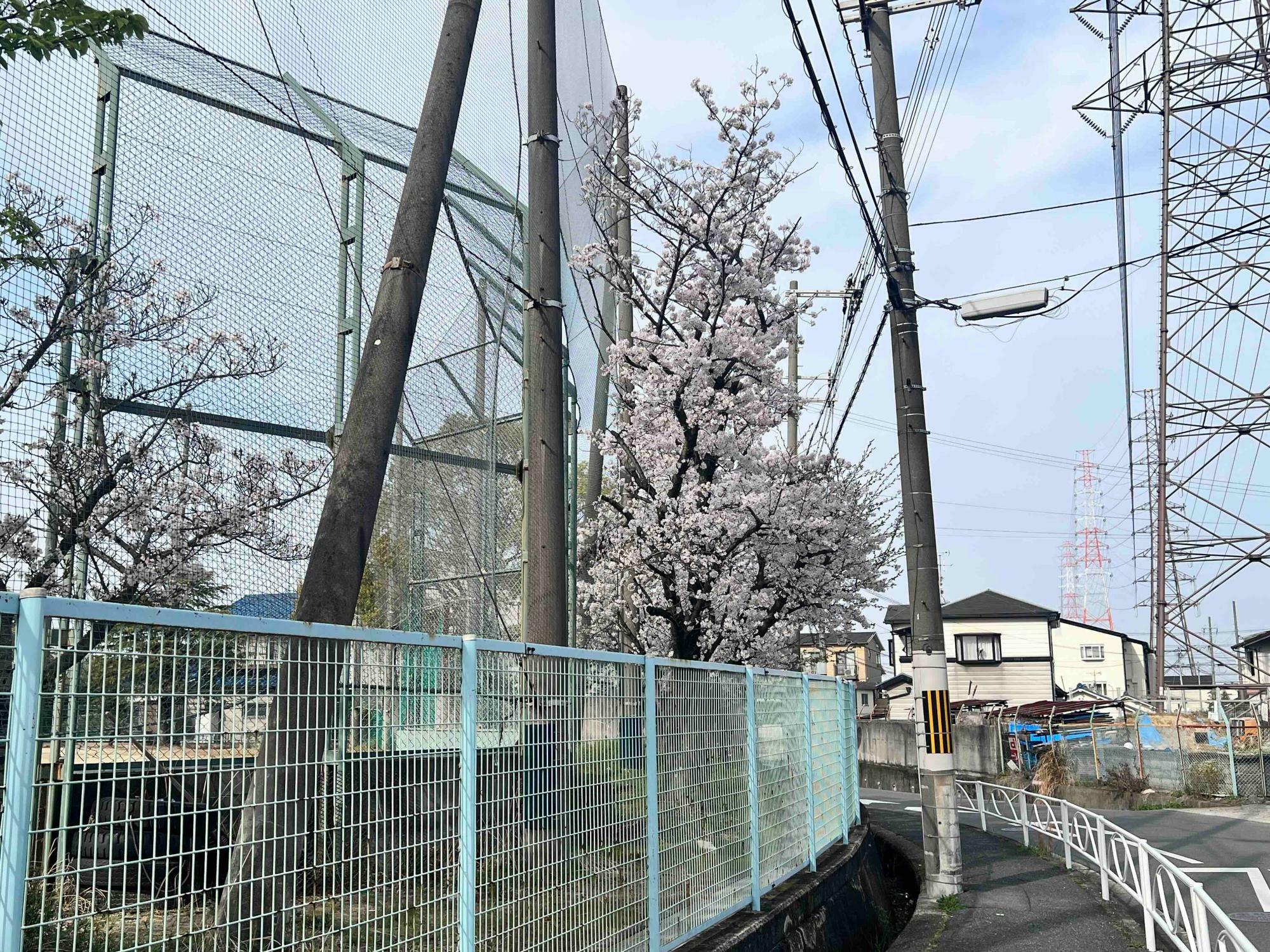 野球のバックネットとその後ろにある桜の木