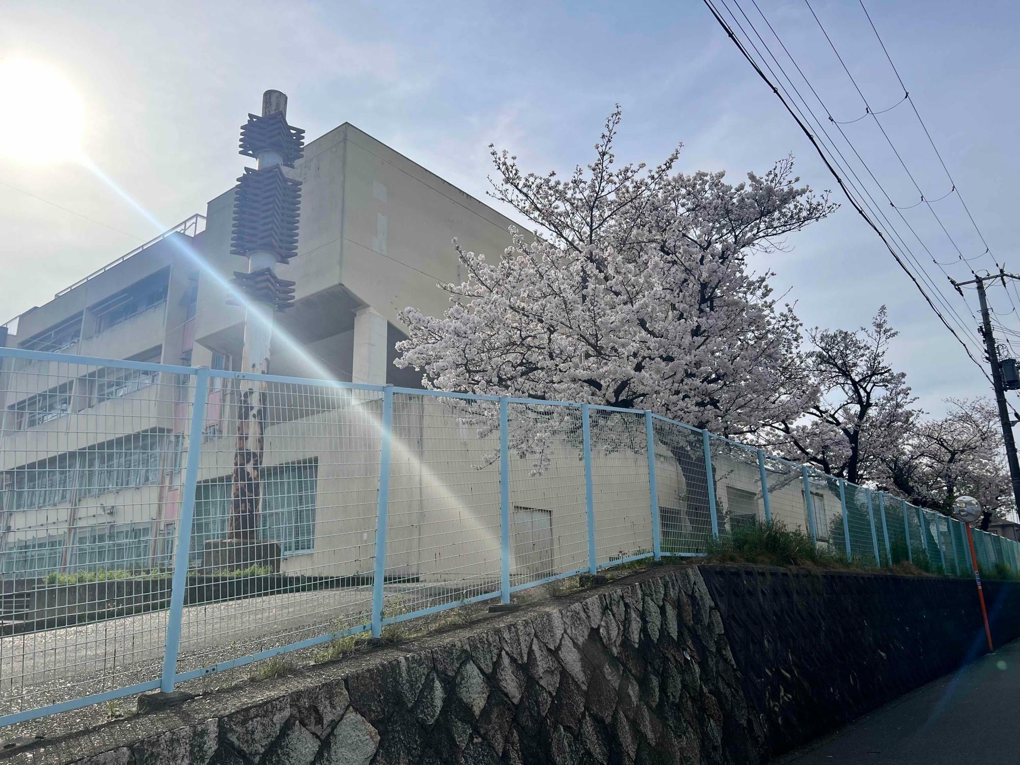 校舎の横にも桜の木が