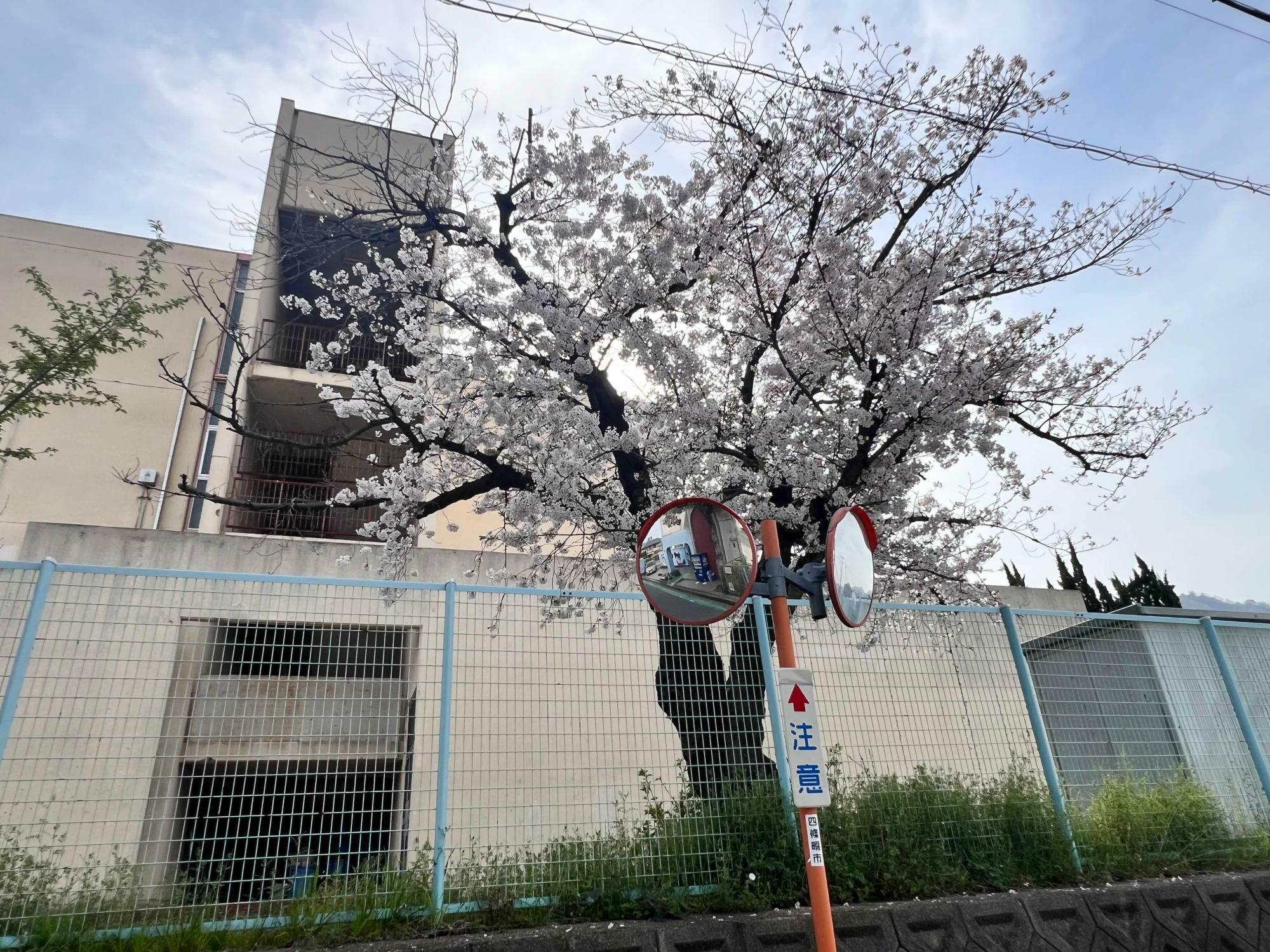 桜の木の向こうの校舎には錆びた柵が見えます