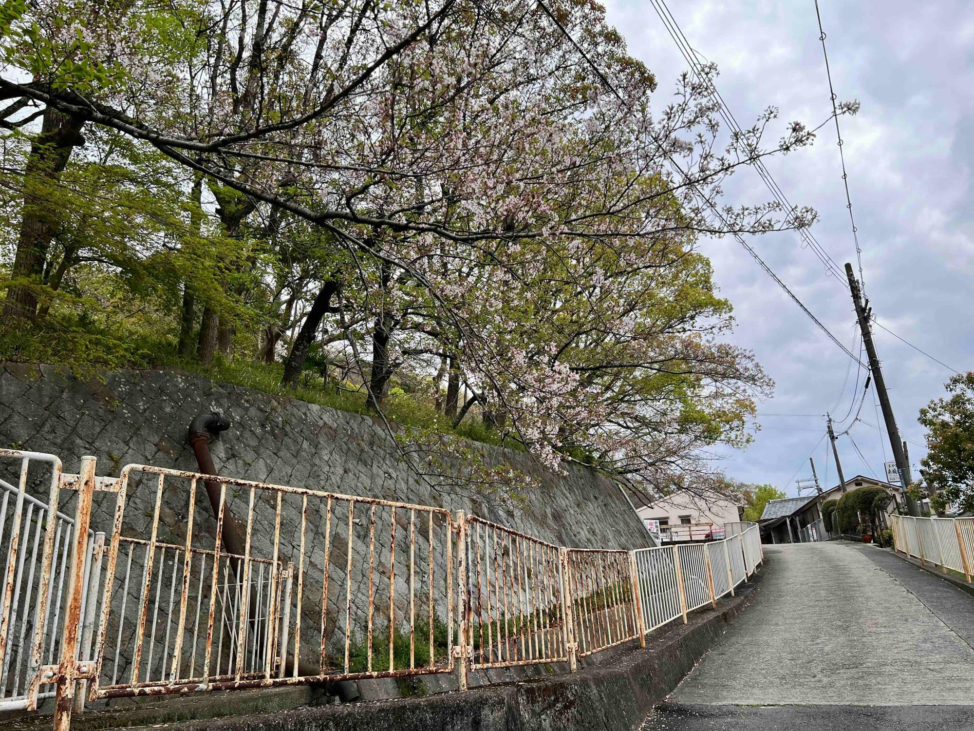 鳥居横の坂道の桜も散りかけでした