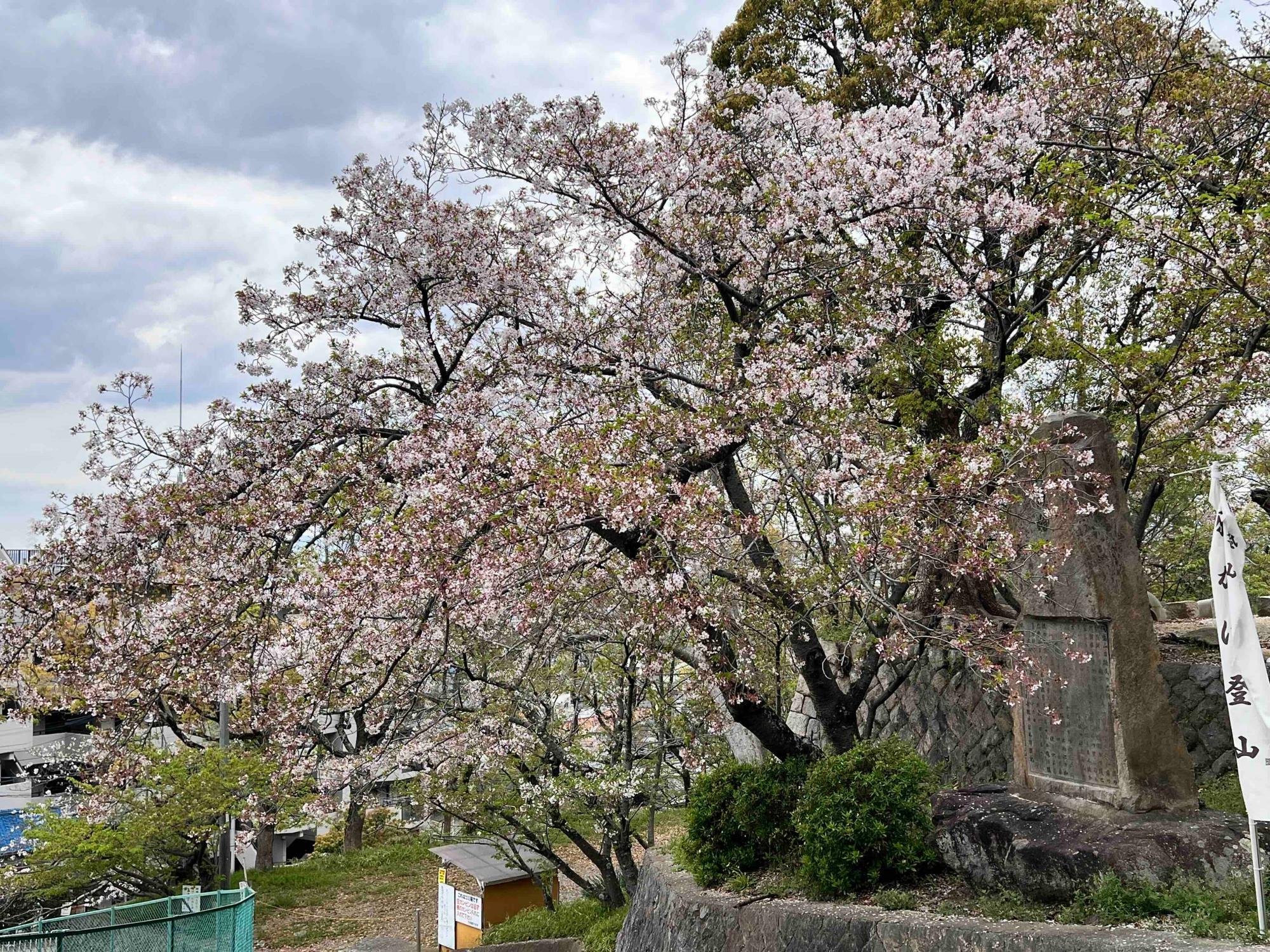 坂道を登ったところの桜