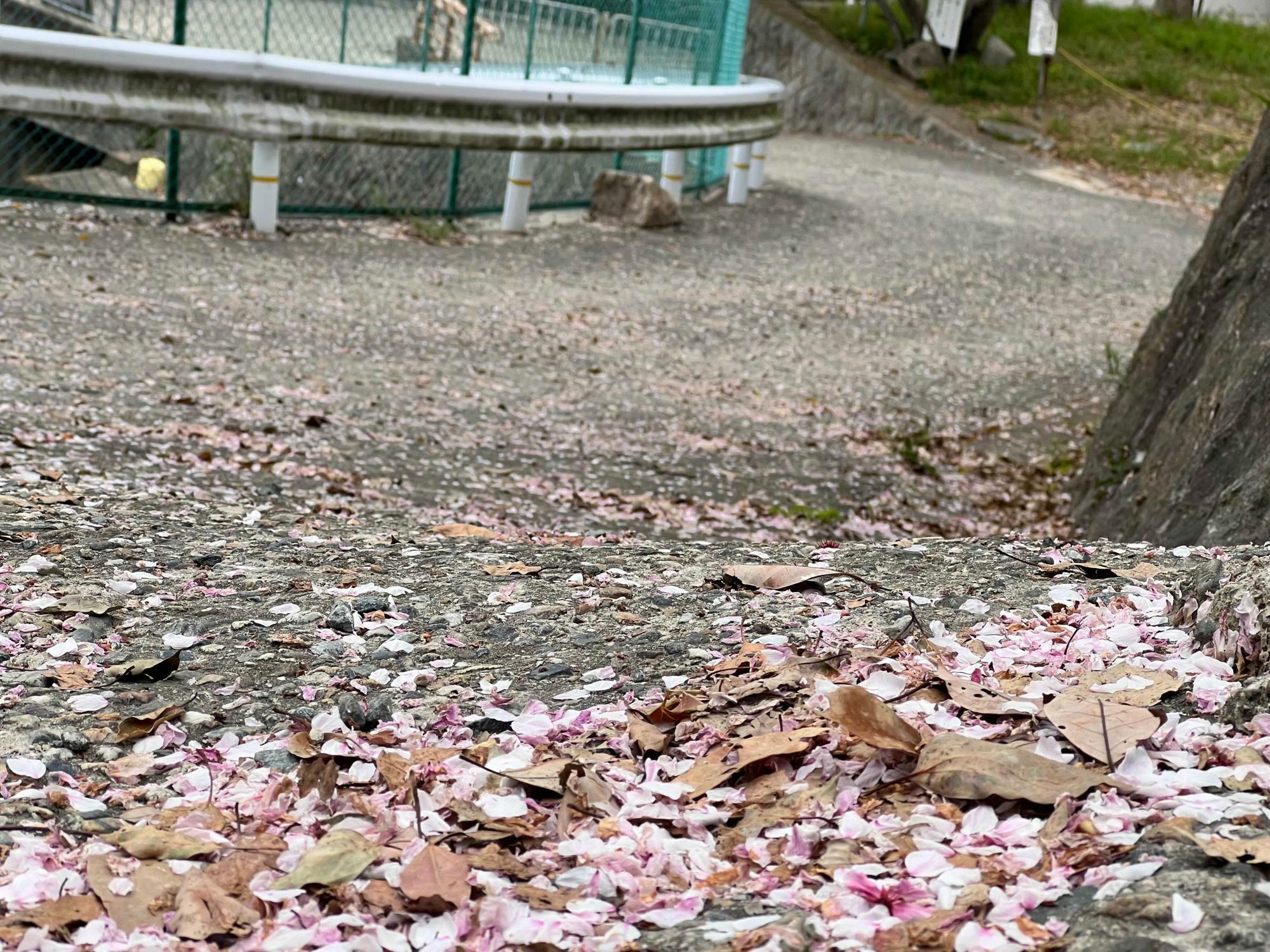 坂道に降り積もった桜の花びら