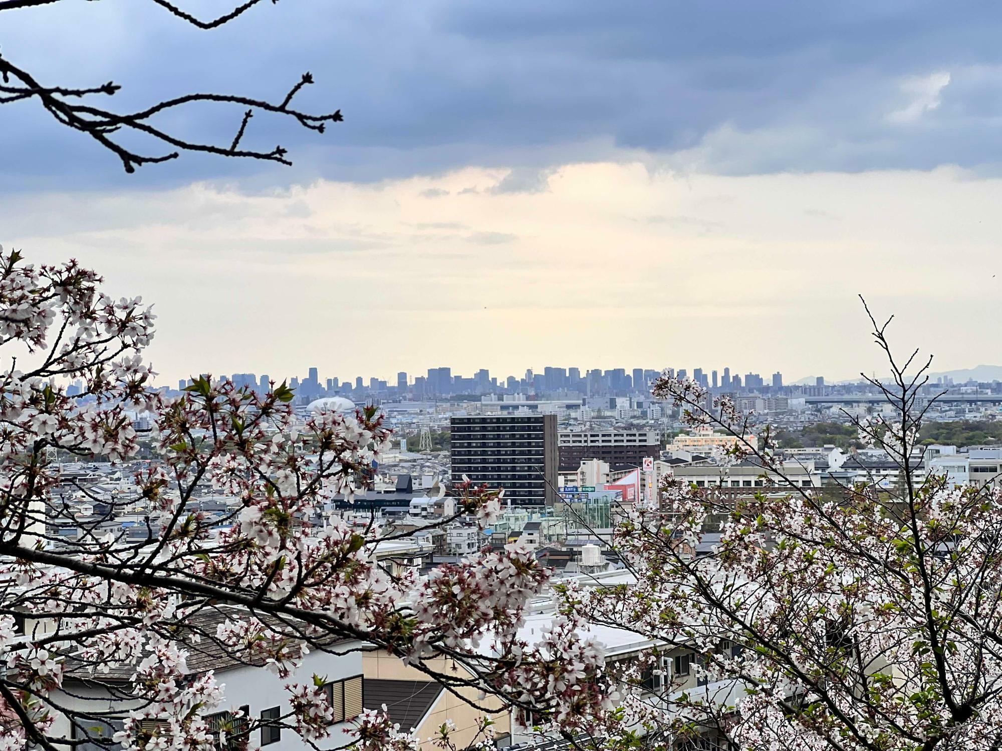 桜の向こうに大阪市内のビル群。この光景は四季を問わず好きですねー