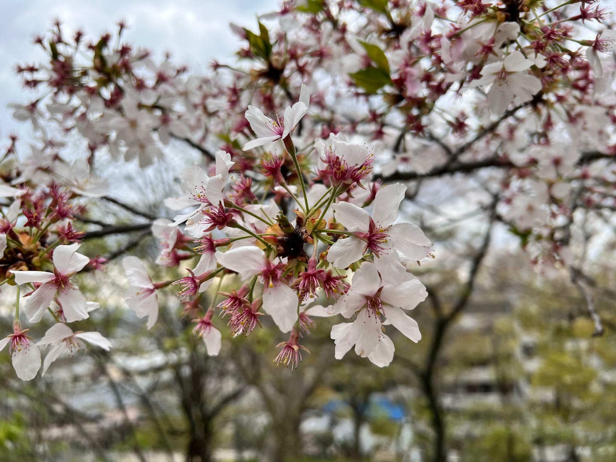 残っていた桜の花
