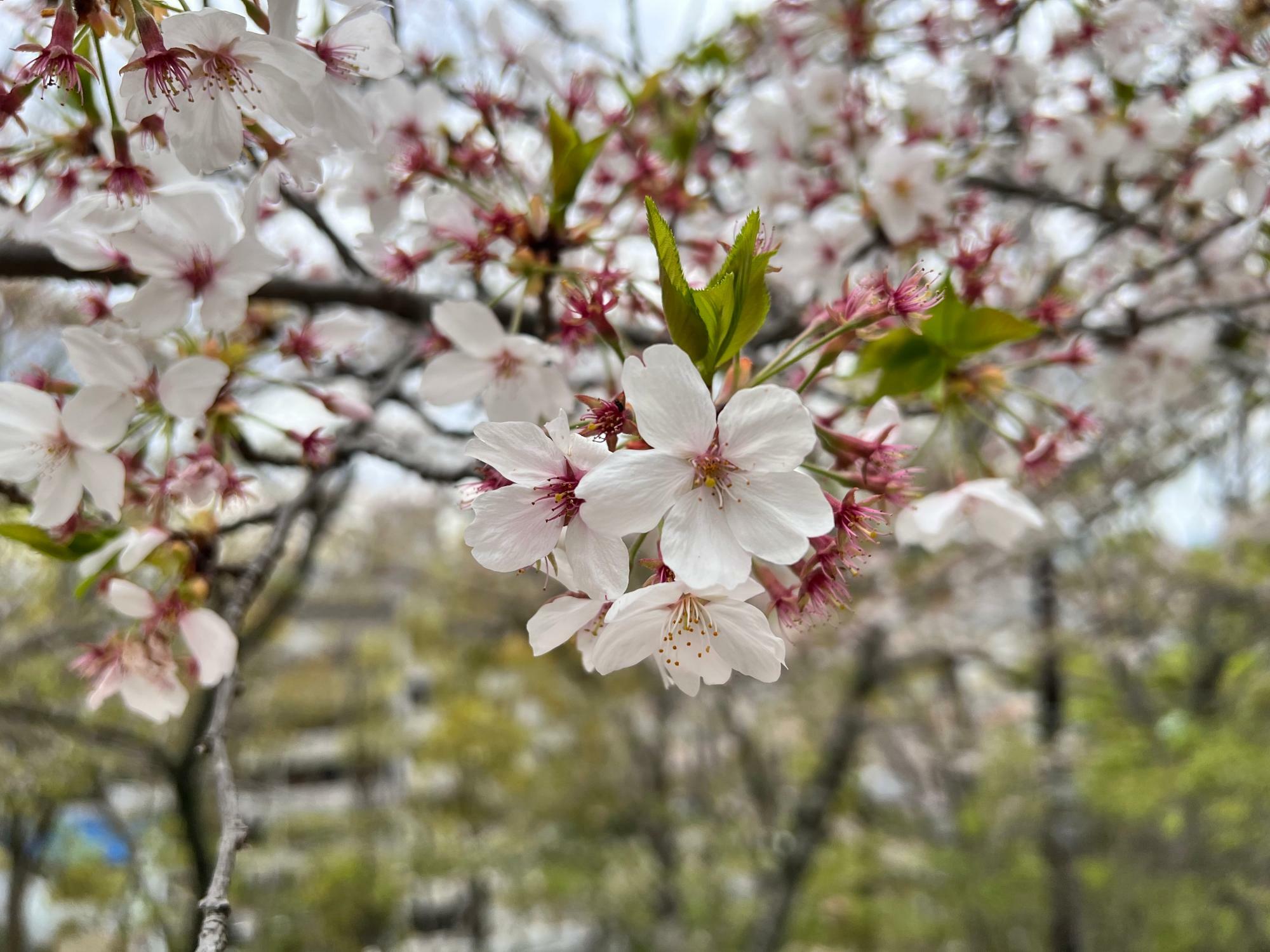 こちらも残っていた桜の花