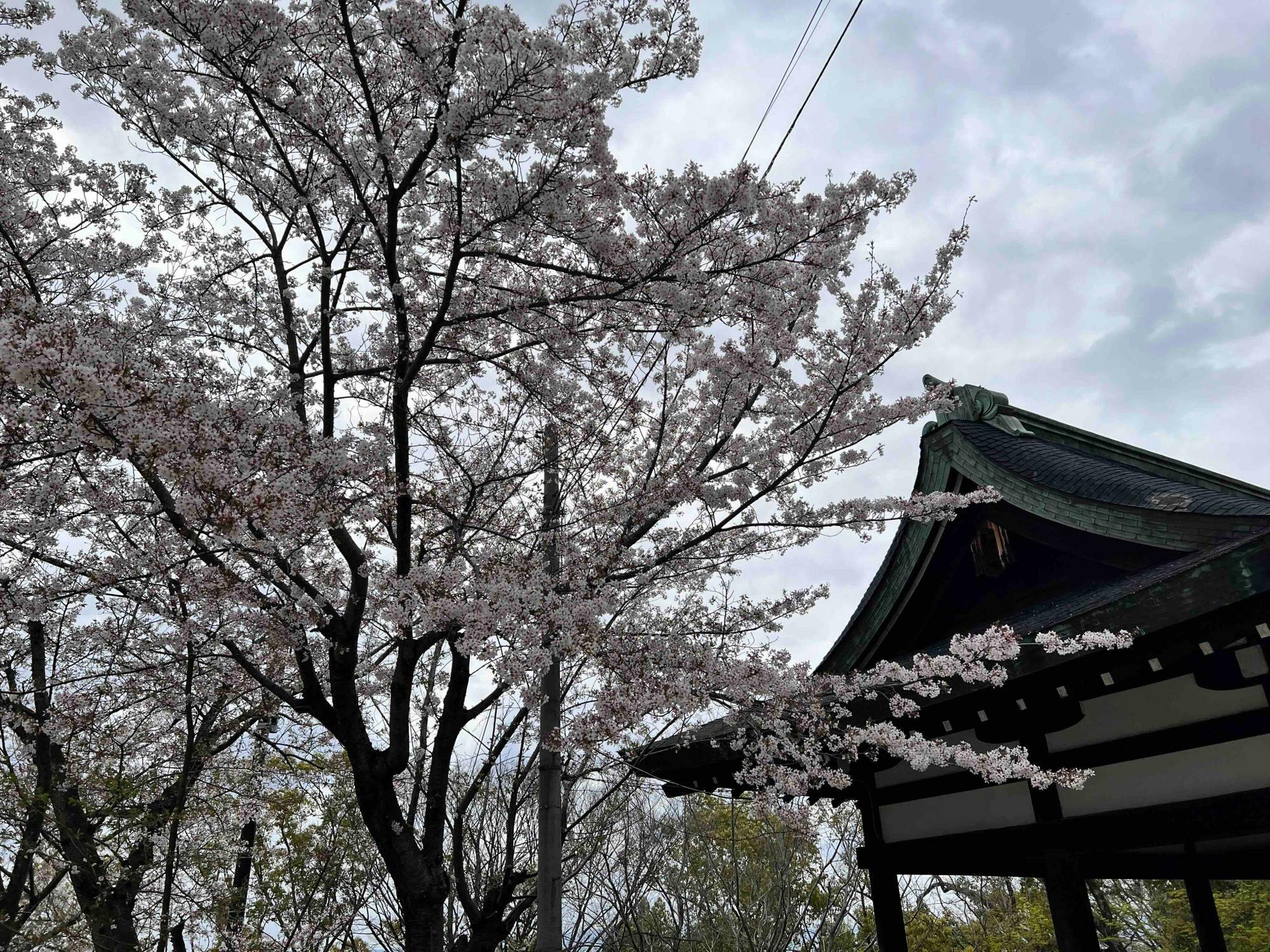 休憩場横の桜の木にはまだ花がいっぱい