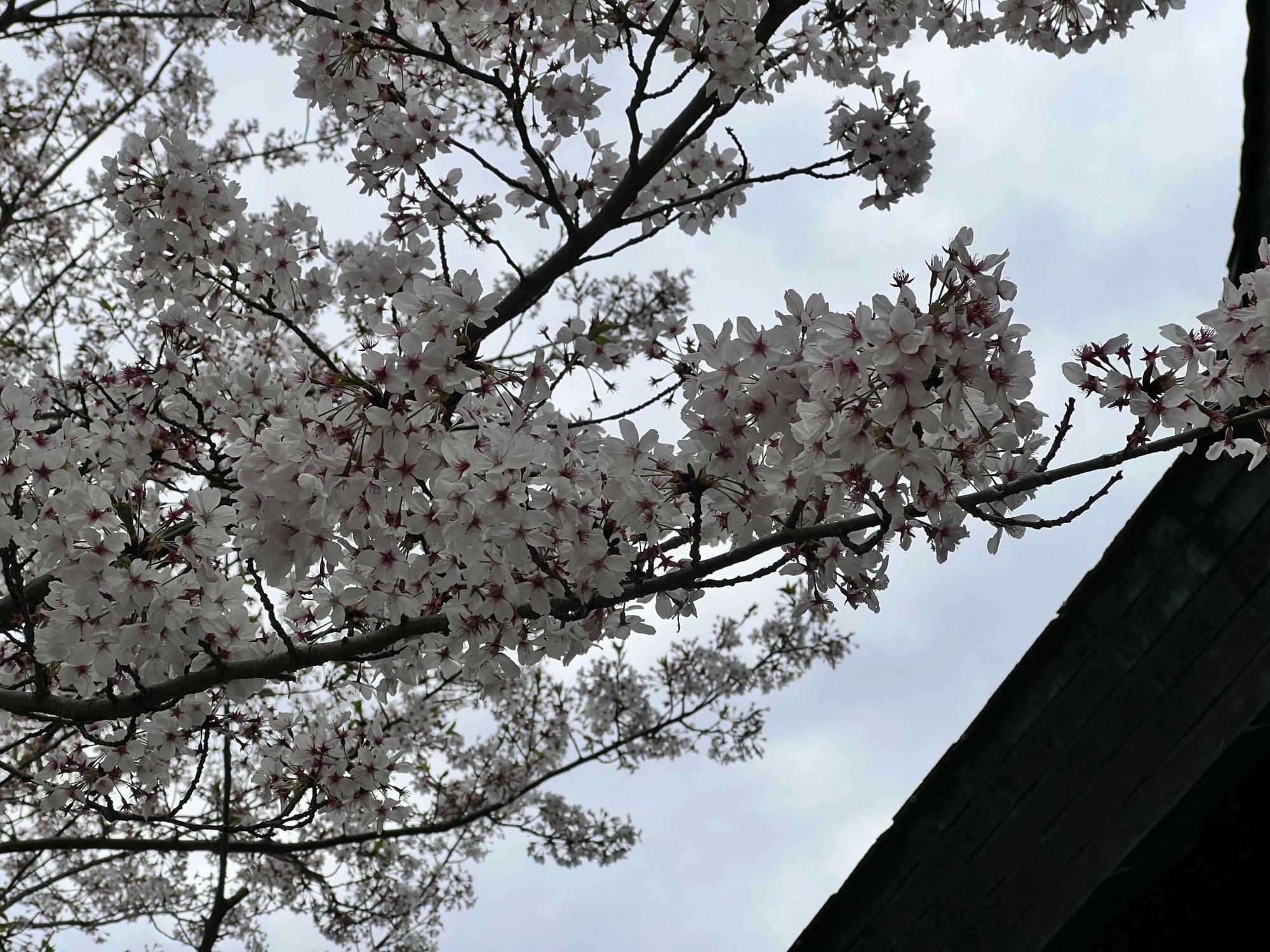 休憩所横の桜の花
