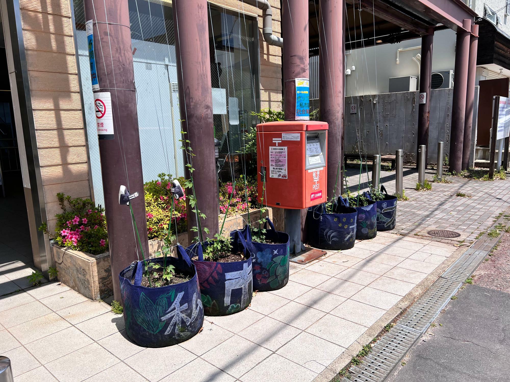 昨年5月19日撮影。苗の背丈はまだ小さいものでした