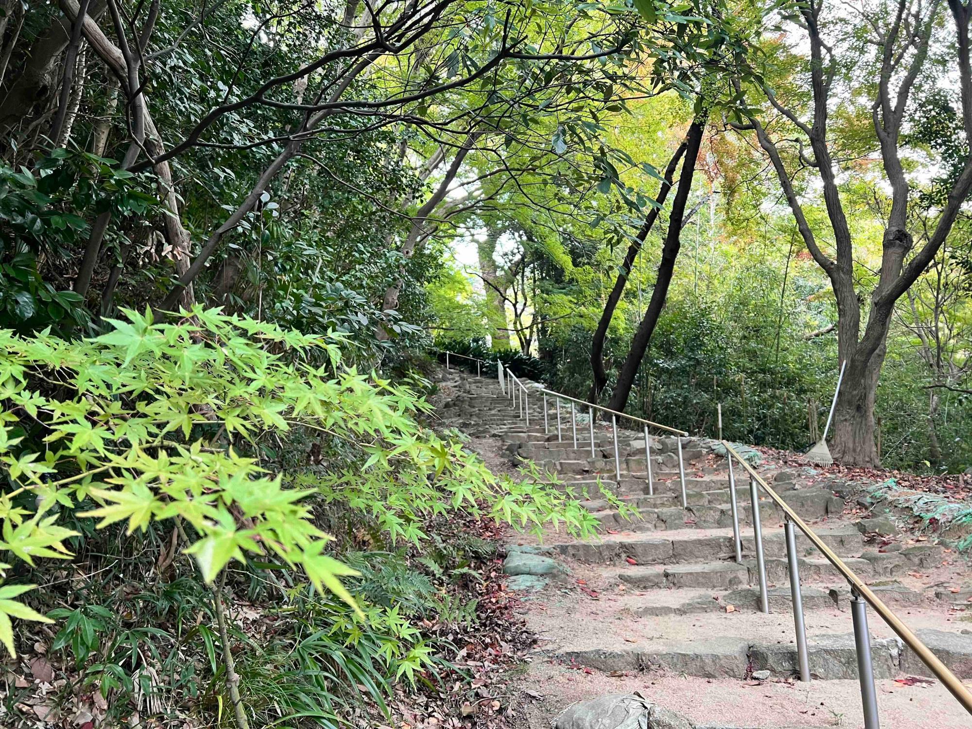 紅葉の葉はまだ青々としています