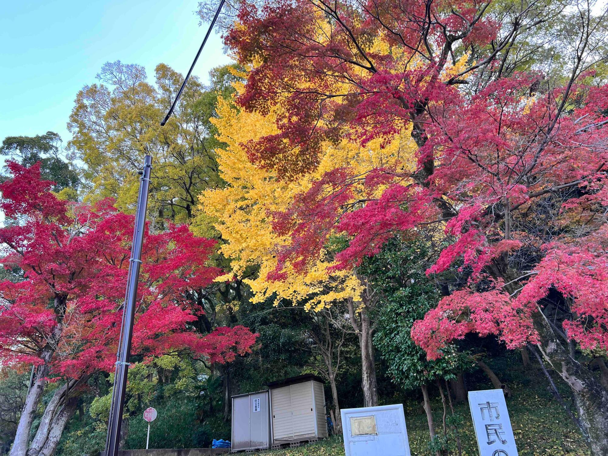 赤と黄のコントラストが美しい