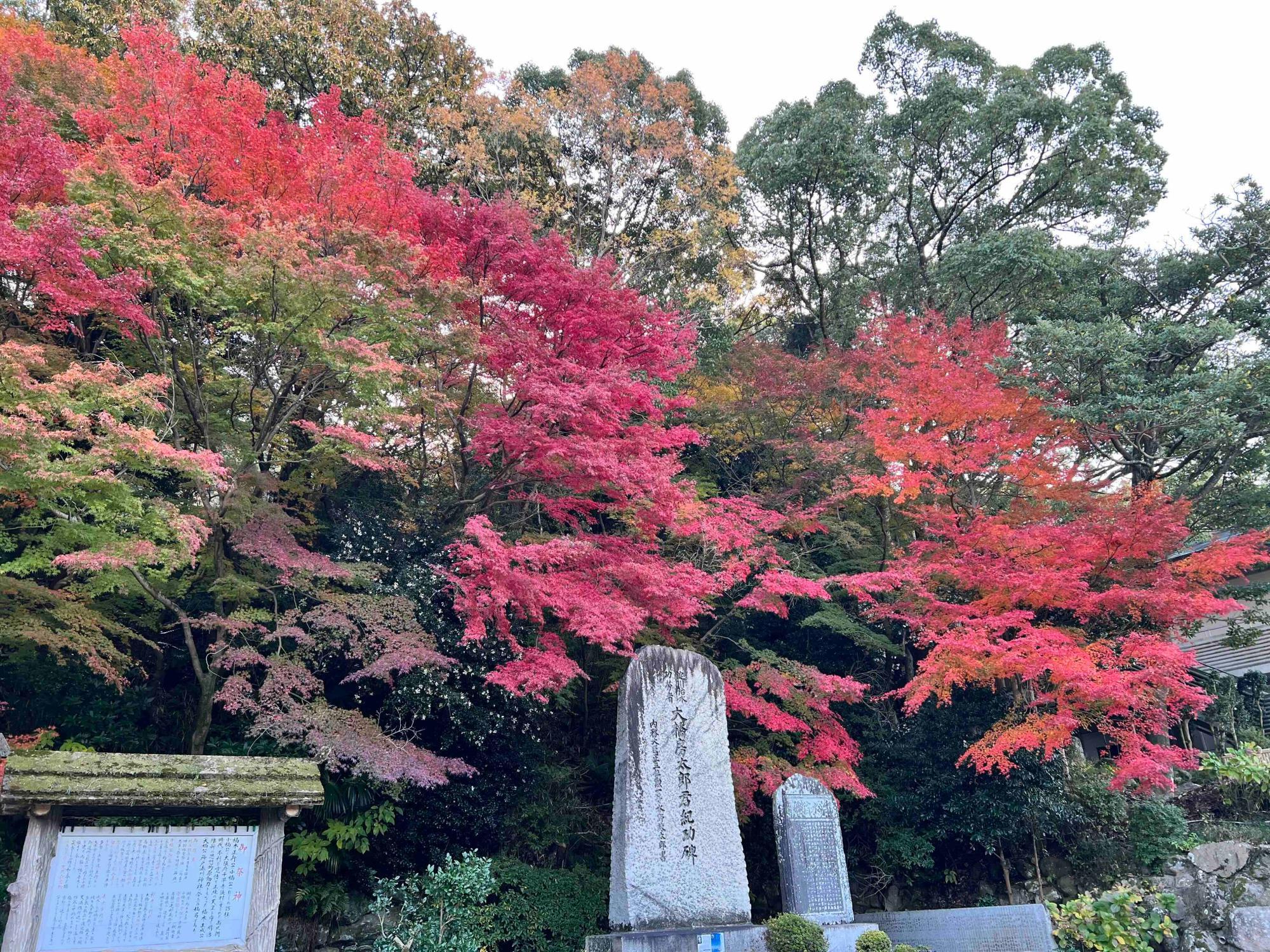 上も紅葉がきれいです