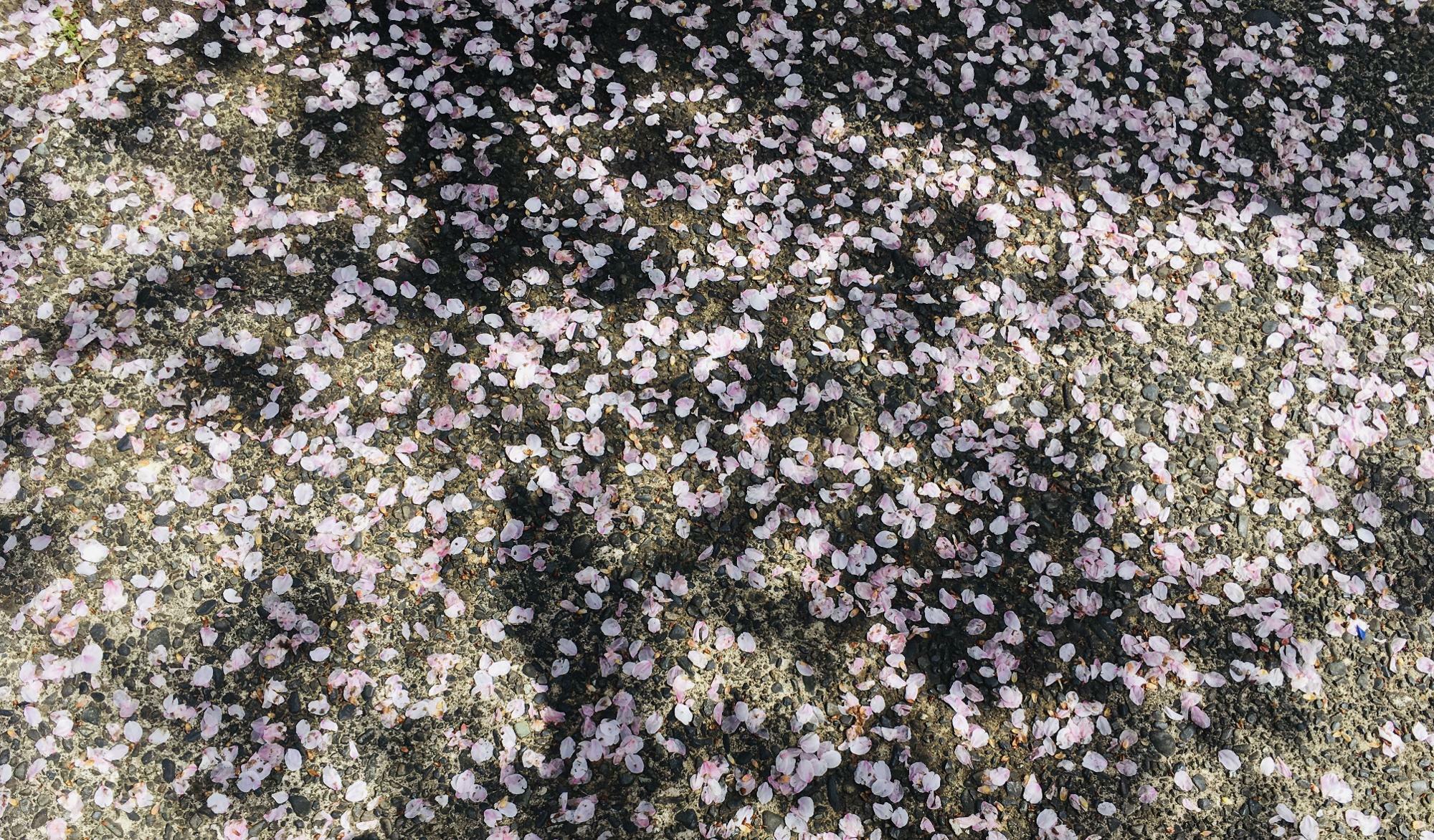 道路に桜の花びらが落ちている様子