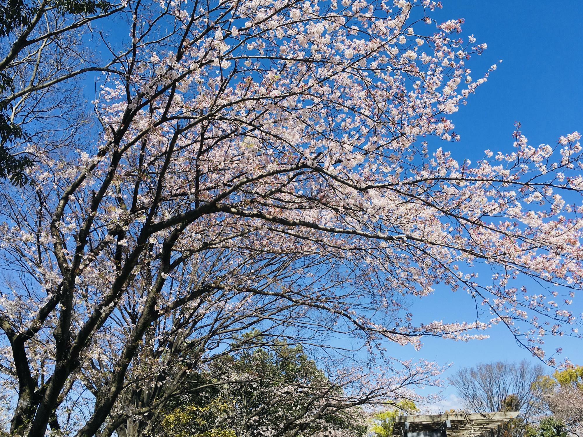 清水町総合公園の桜