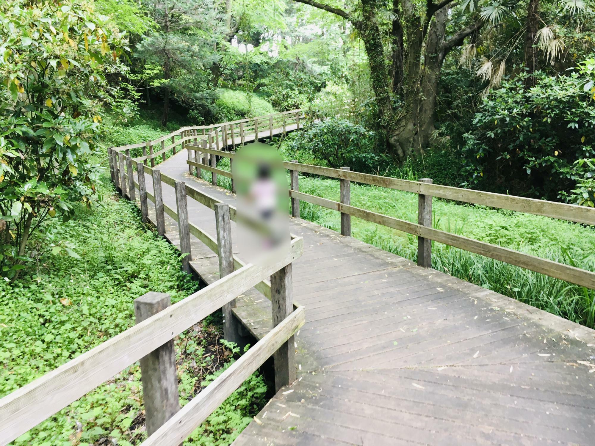 柿田川公園内の散策路