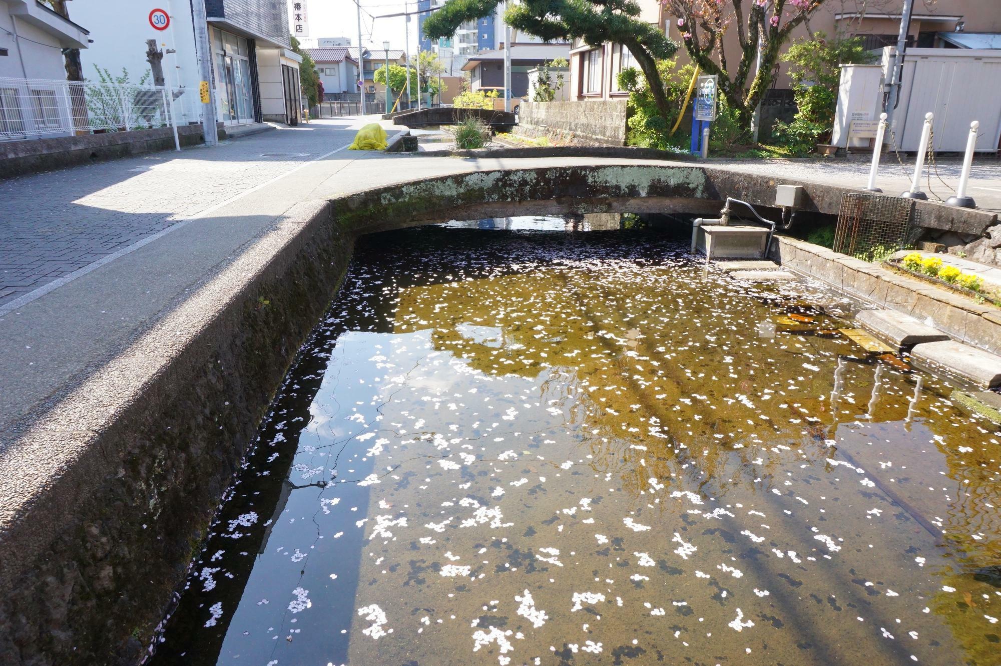 桜の花びらが流れる蓮沼川