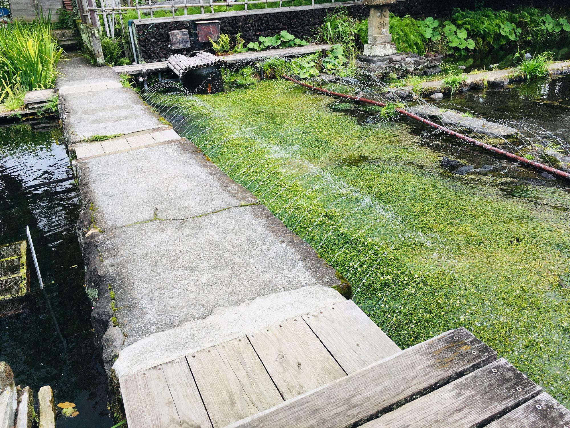 三島梅花藻のすぐ隣を通れる石橋