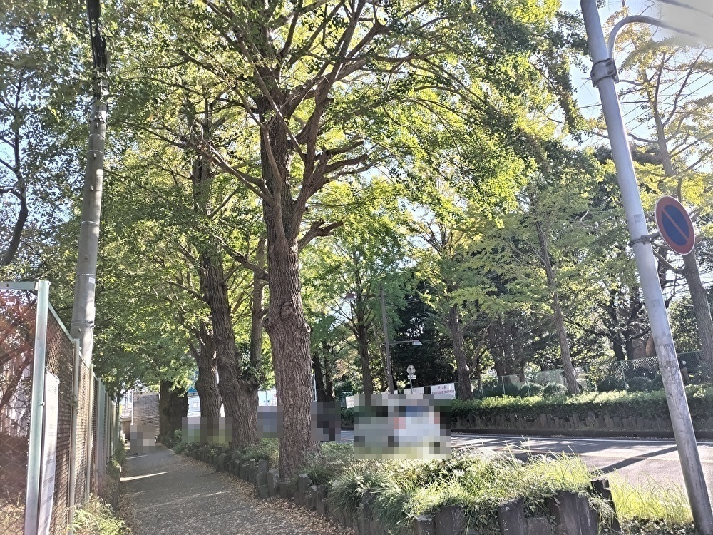 10月のイチョウ並木の様子