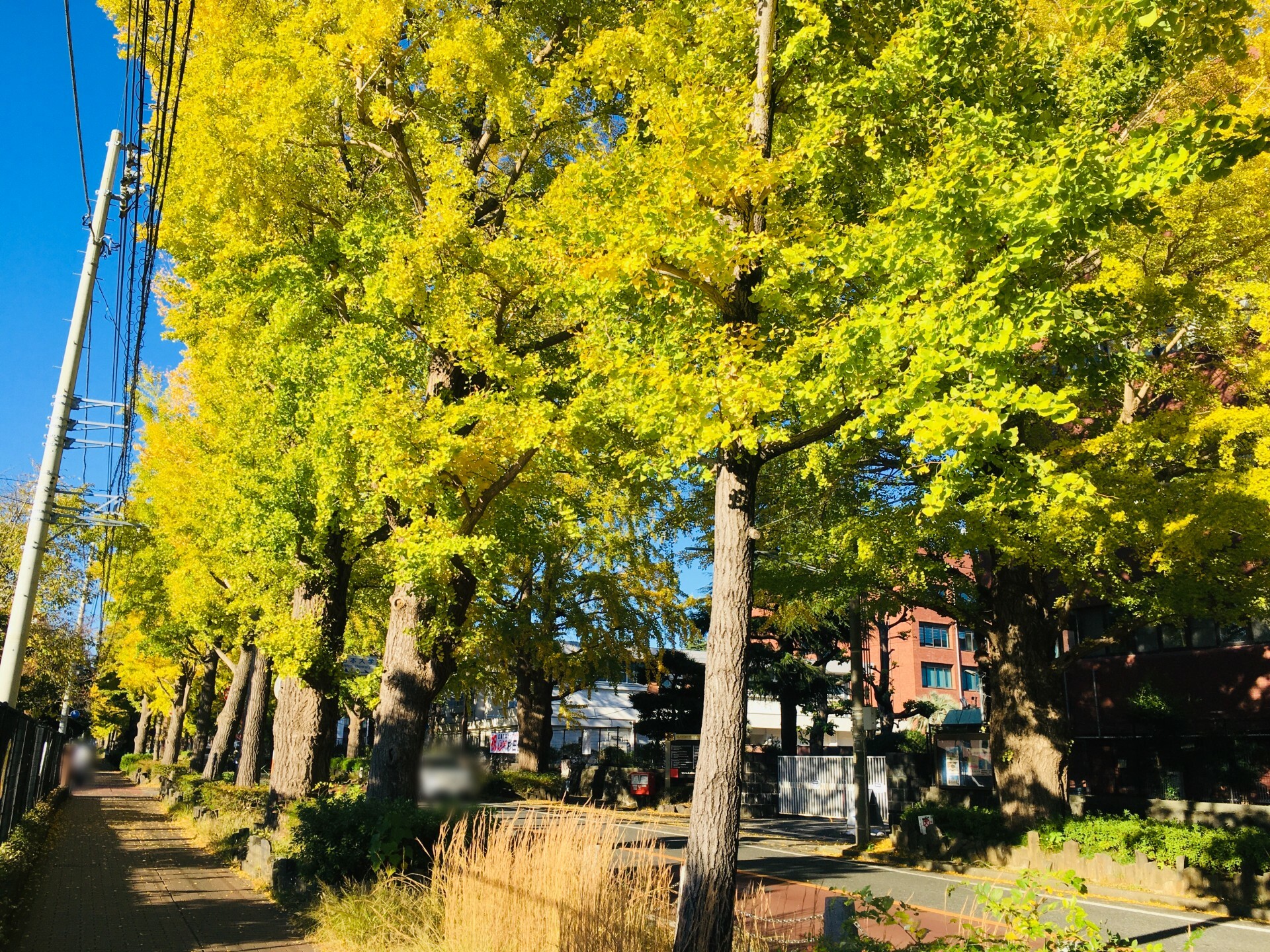 歩道からイチョウ並木を撮影した様子