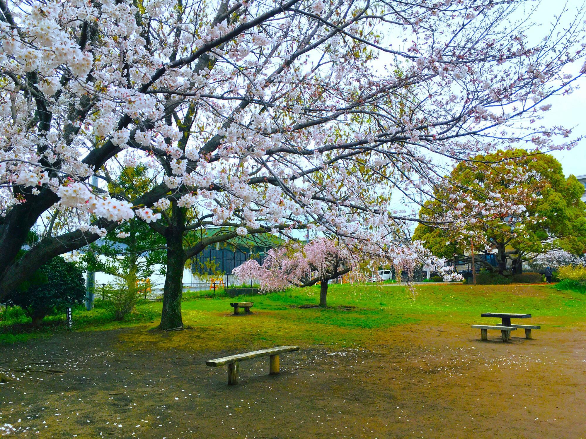 多目的広場にある桜