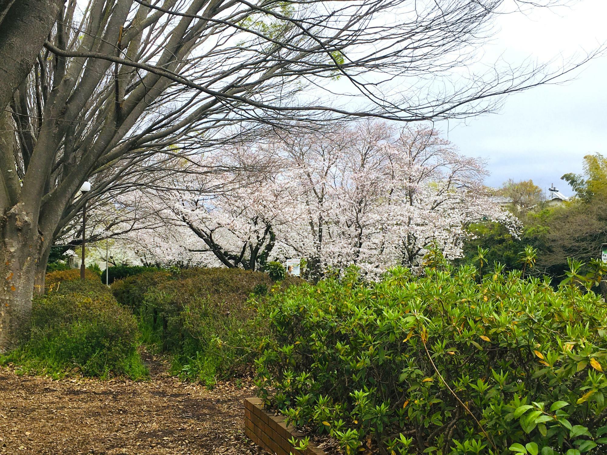 大場川沿いにある桜