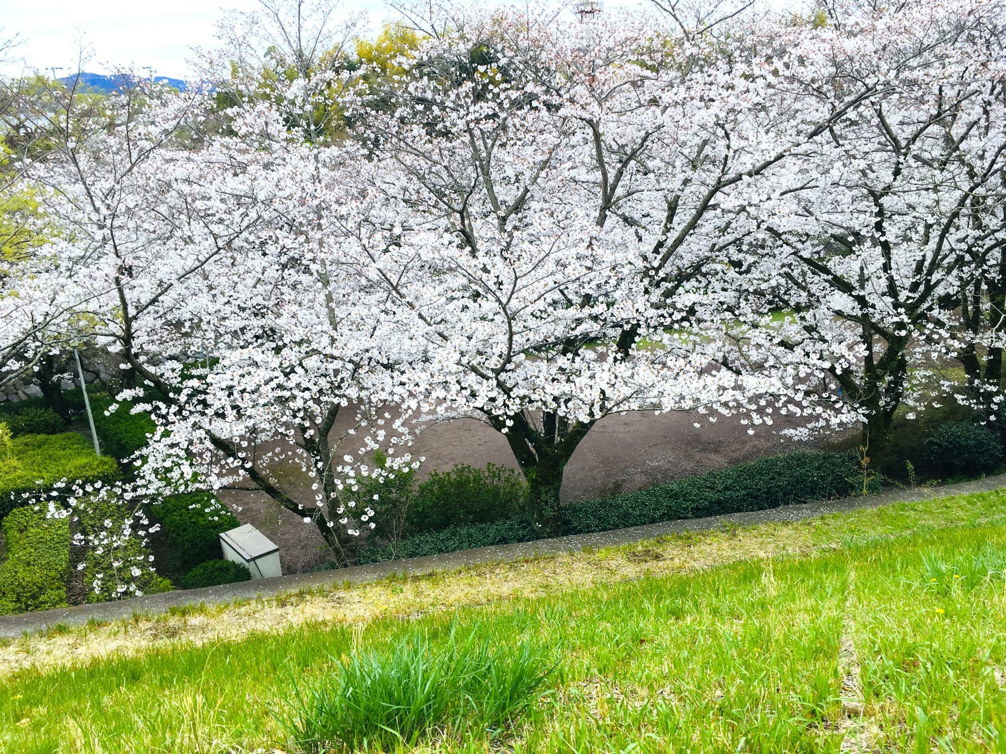 恵明キッズサクラビレッジの園庭のすぐ目の前付近にある小さな遊具付近の通路から見える桜