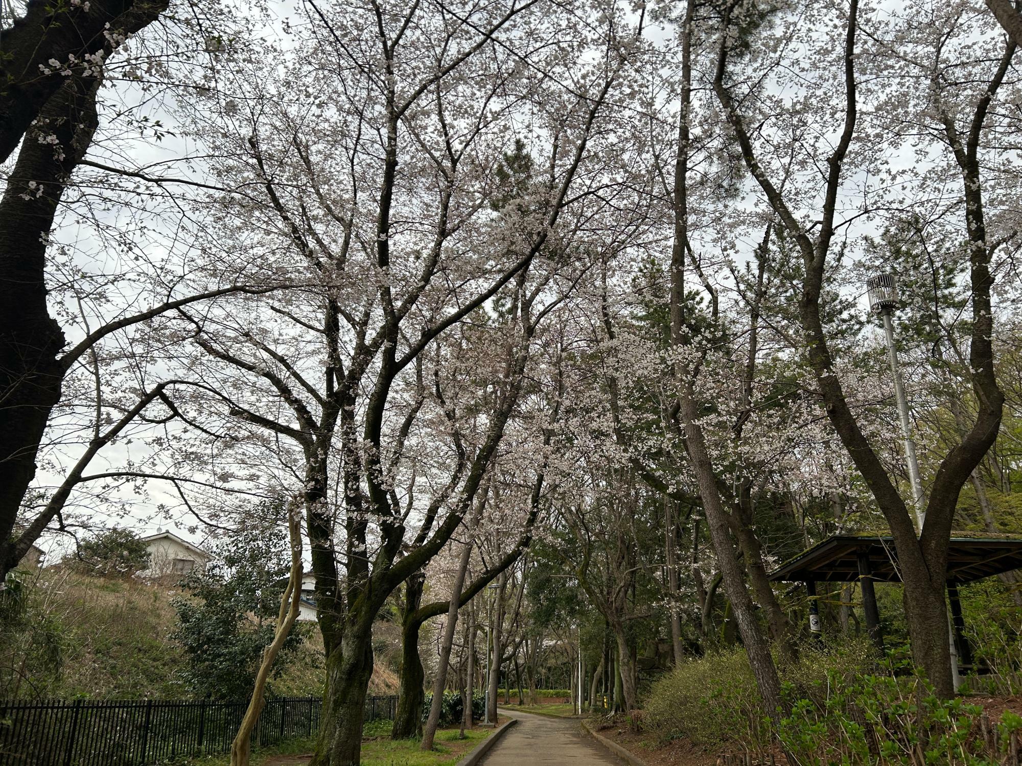 東屋付近の桜（2024年4月4日撮影）