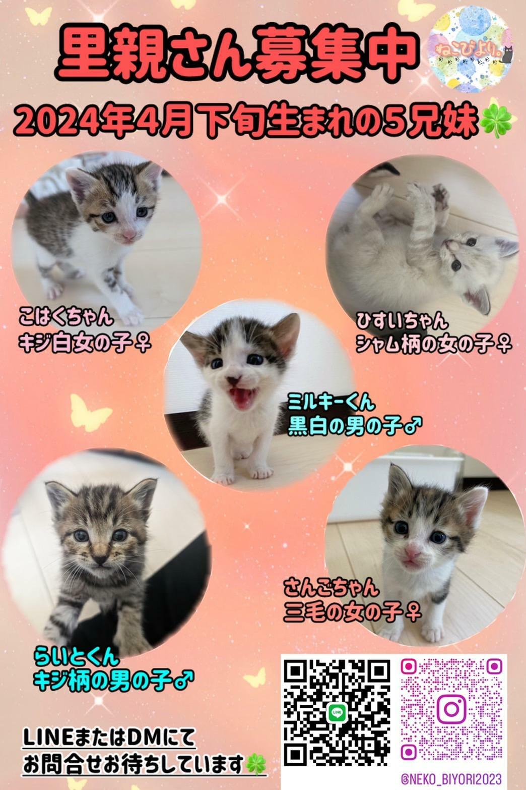 画像提供：「ねこびより」さま　この仔猫ちゃんたちは、6/9（日）平戸市「にゃんて堂」にて開催の譲渡会に参加予定。詳しくは、Instagramをチェック！