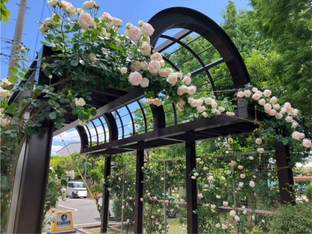 正面の右手にあるほんのりピンクのバラのアーチに迎えられながら、バラ園正面の開放された門扉に向かいます。