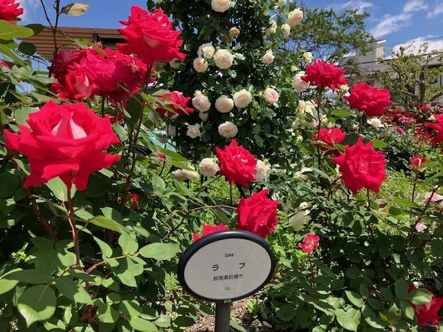 それぞれのバラには名前と造園のプレートが付いています。