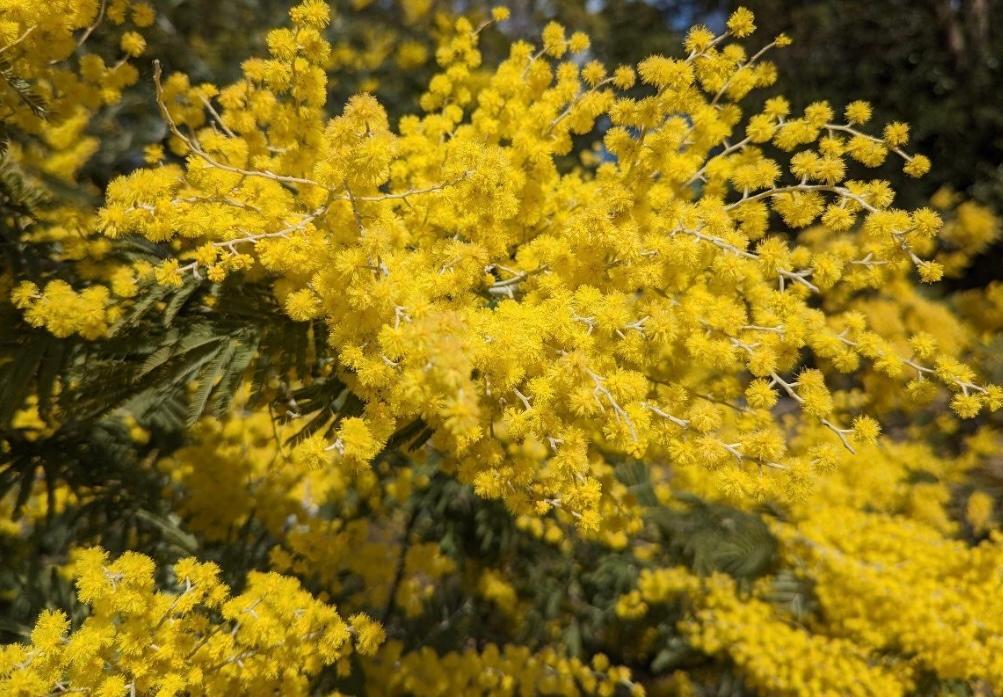 春日市】3月8日はミモザの日。春日公園のミモザは例年より遅めの