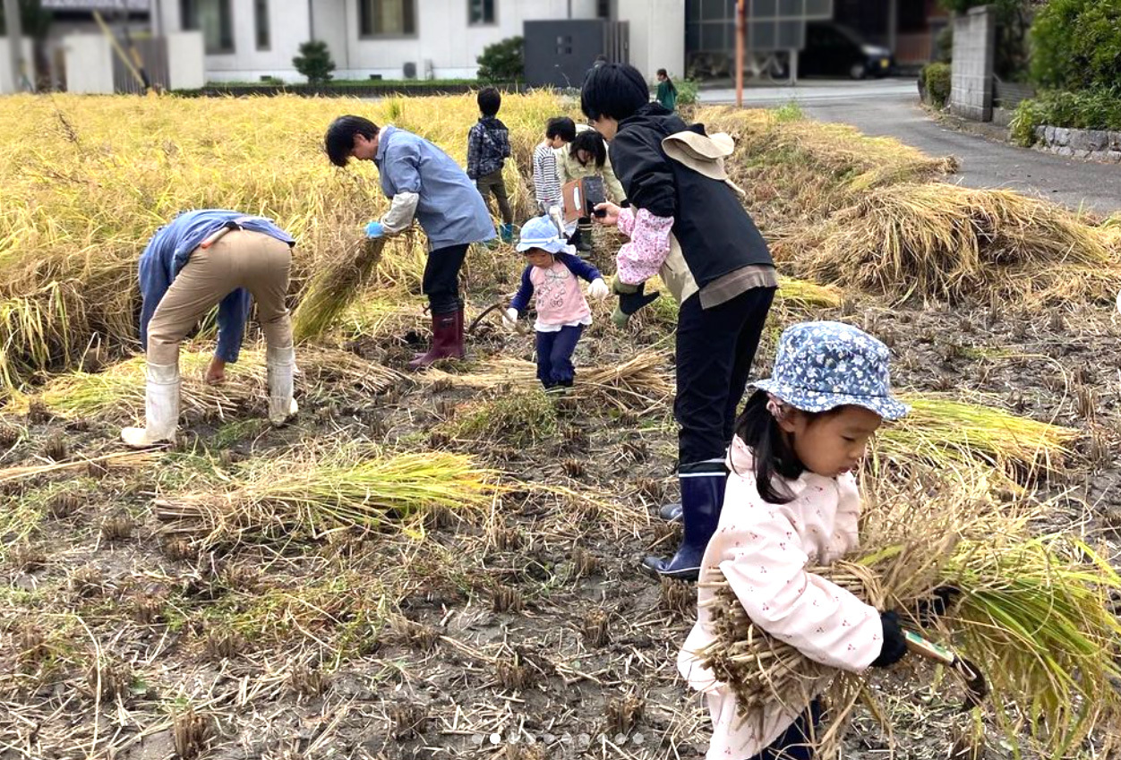 10/28に終了した稲刈りの様子：画像提供：くぼちゃんファーム