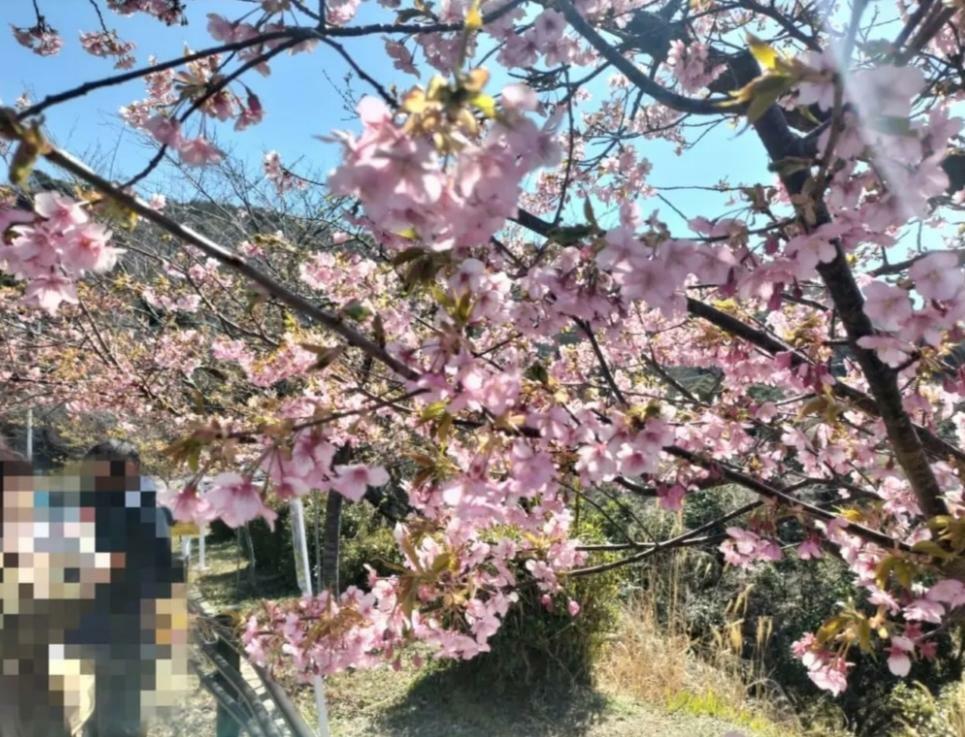 2022年撮影　笠戸島の河津桜