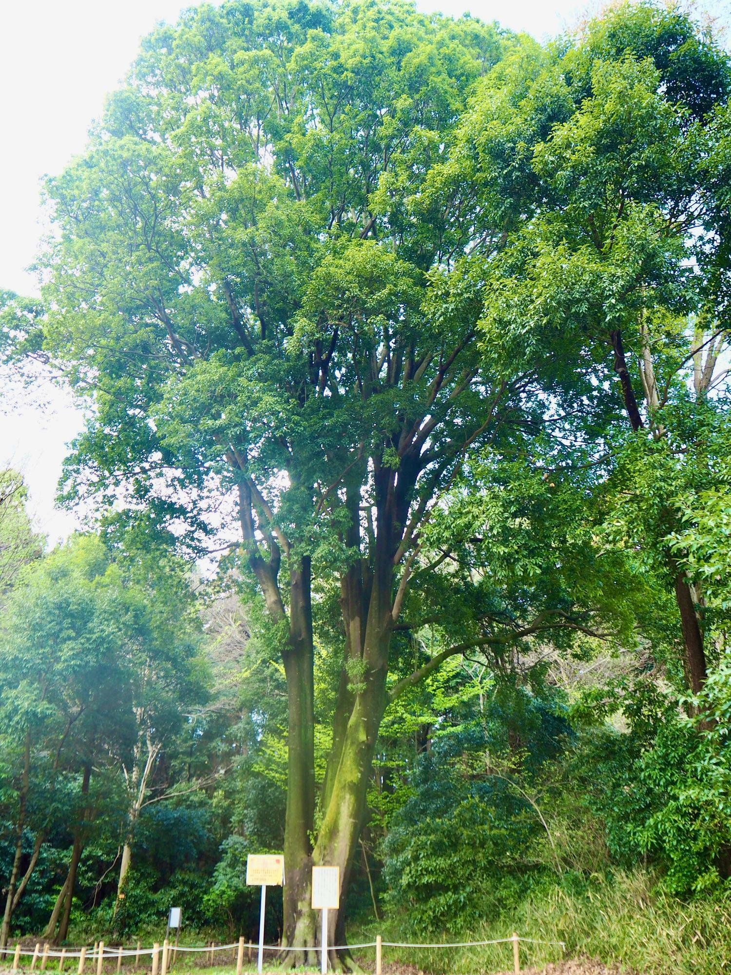 推定樹齢100年を超す、立派なシラカシの木もあります。