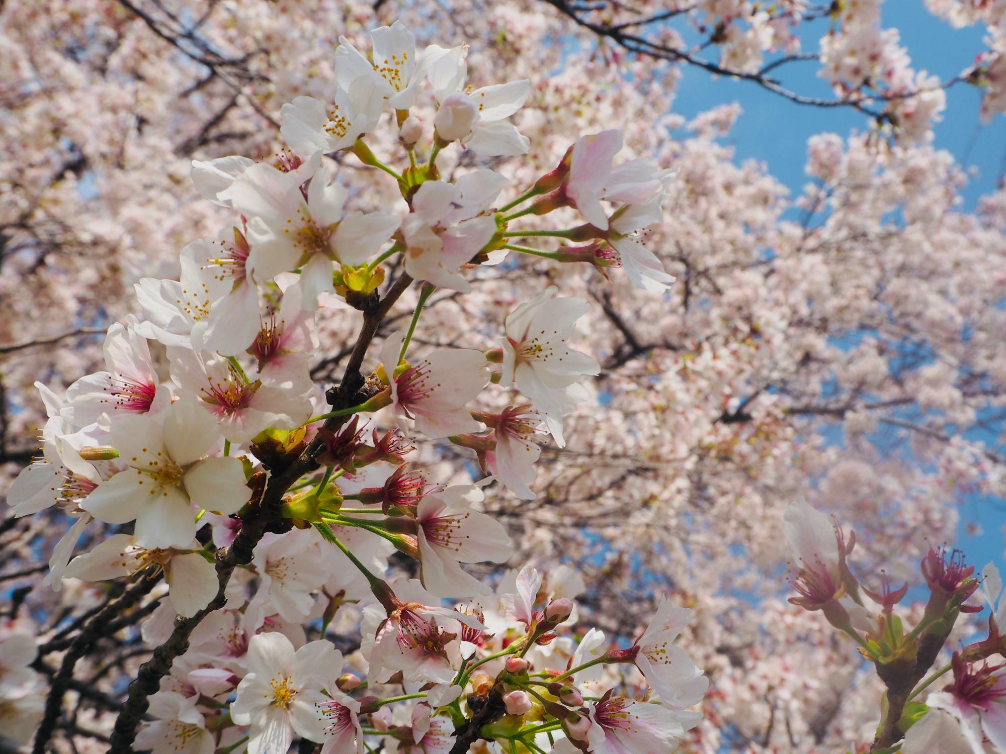 3/30お昼時点での桜の状況。散り始めていますが、週末までは持ってくれる…はず！