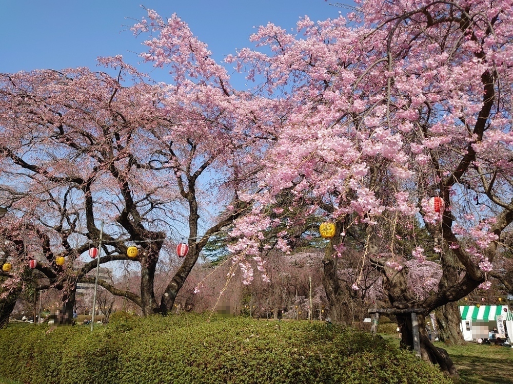2023年桜シーズンの公園内の様子（著者撮影）