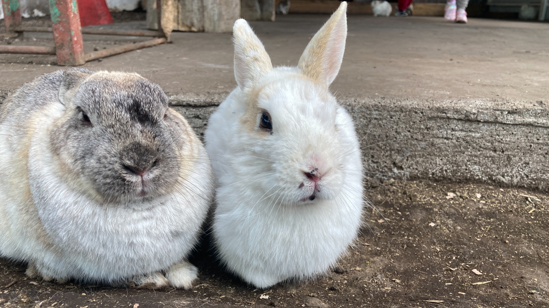 大分市】「みどりの王国マザーランド」うさぎのふれあい広場が