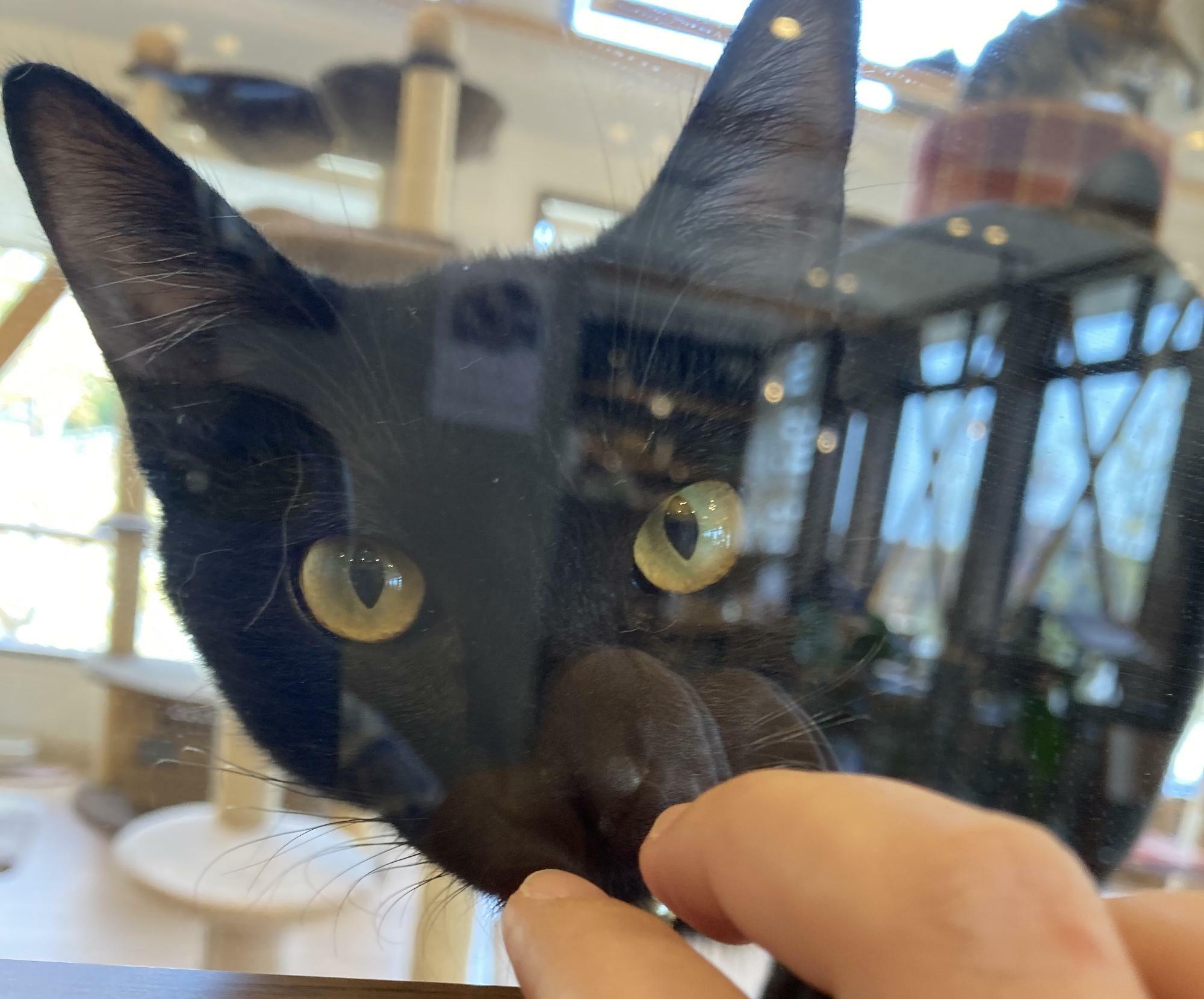 設置してあるねこじゃらしを使うと、ガラス越しに猫ちゃんが遊んでくれます。