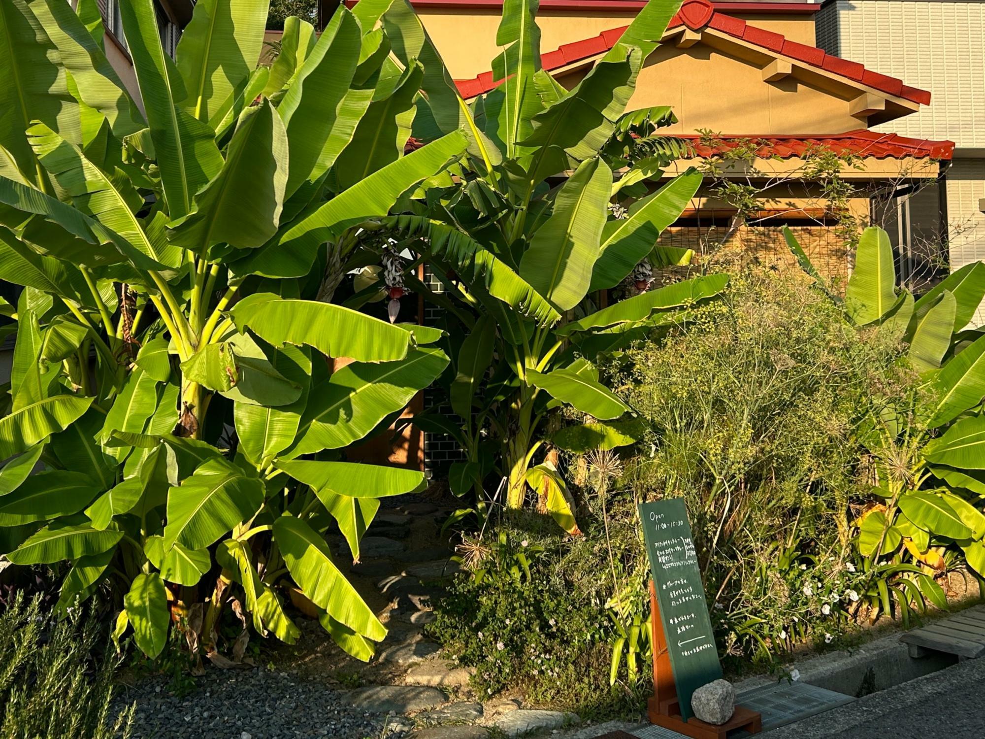 大きな芭蕉の木がひときわ目立つ店舗前