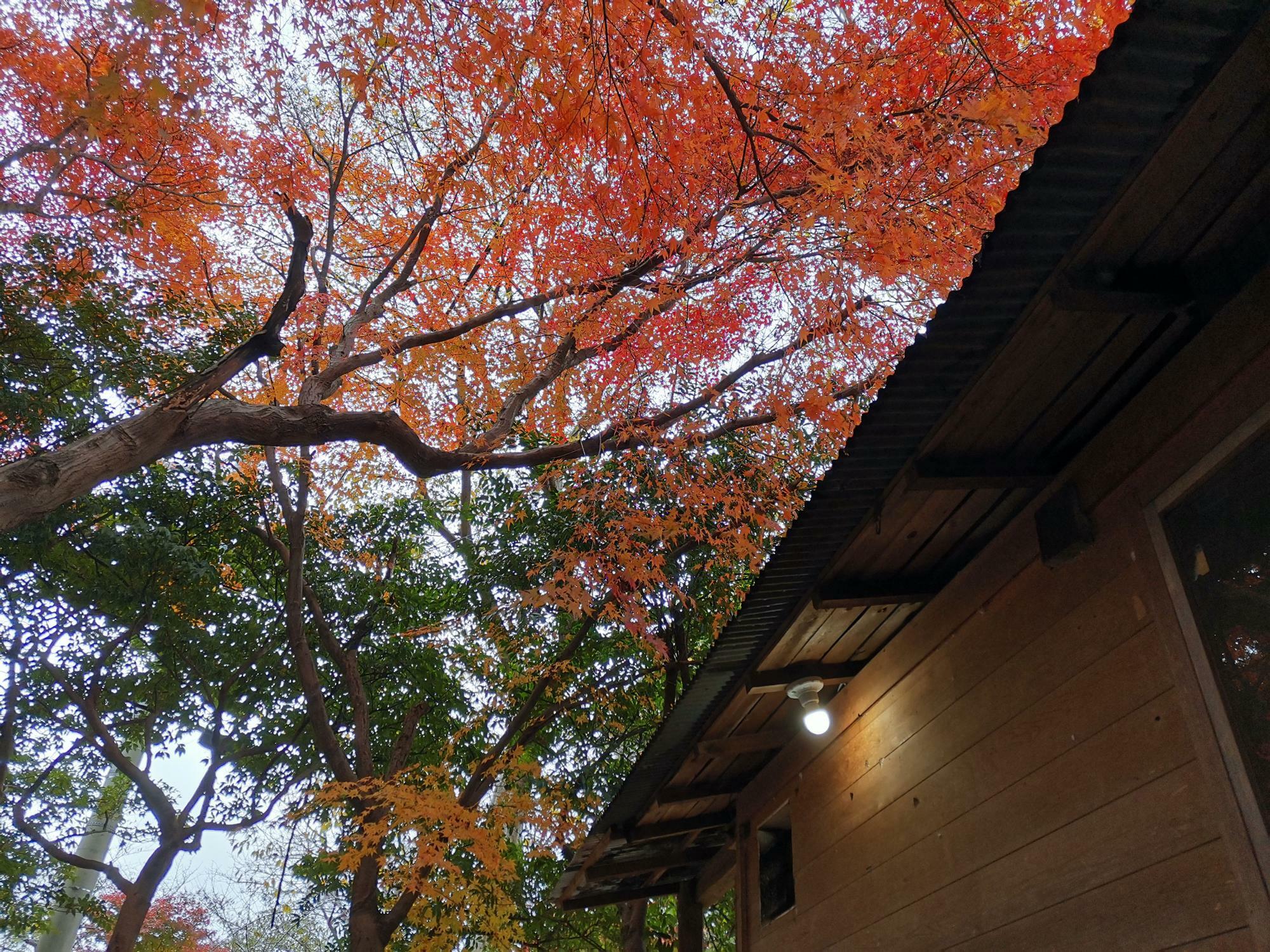 （写真提供：相生山徳林寺）秋には紅にそまる紅葉も