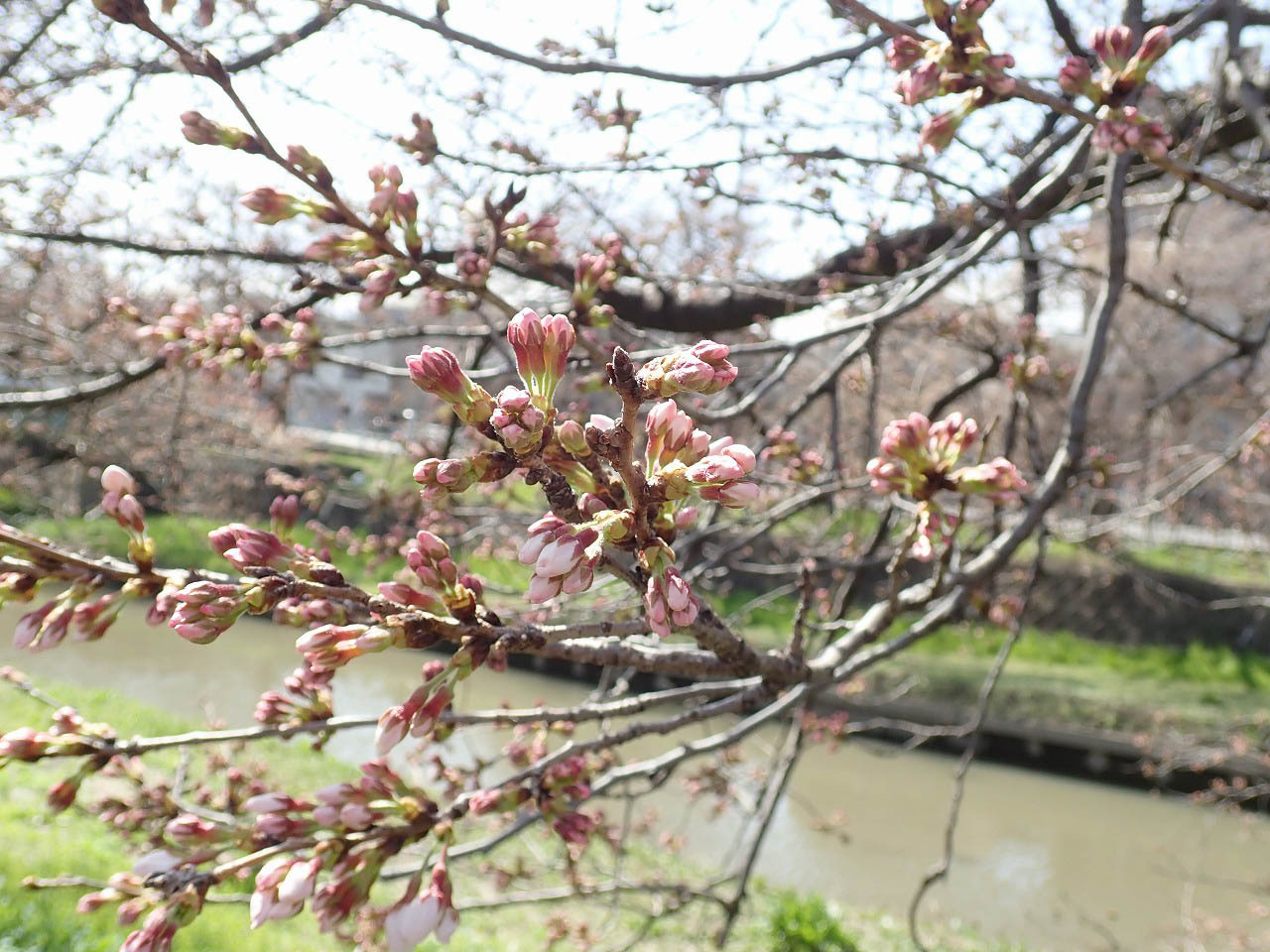 こちらは2022年3月20日現在の新河岸川沿い、精進場橋（しょうじんばばし）付近の桜です