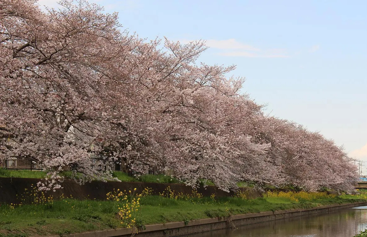 こちらも2020年3月23日に撮影した写真です。菜の花の黄色がよいアクセントです